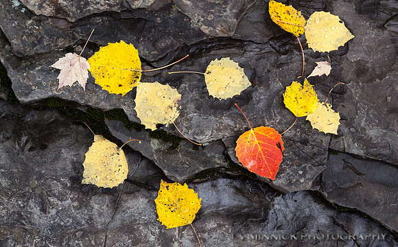 Aspen Leaves