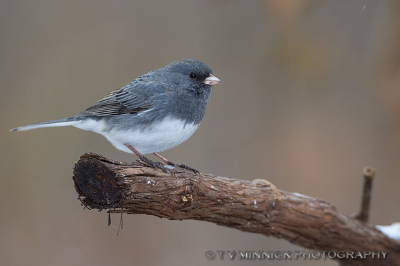 Slate-Colored Junco