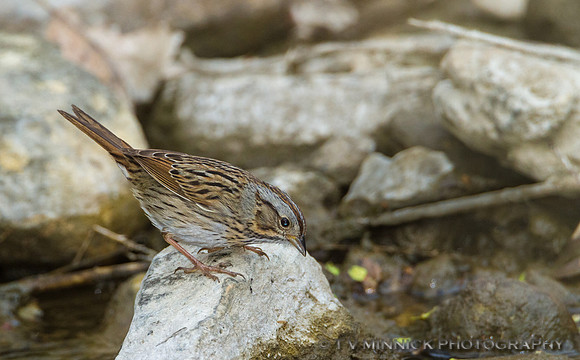 Lincoln's Sparrow