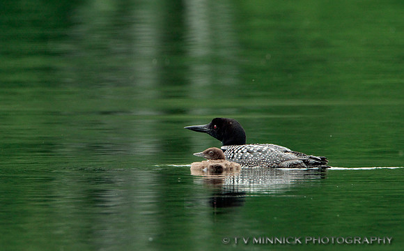 Loon with Chick