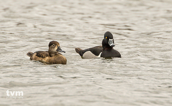 Ring-billed duck, male and female