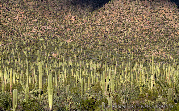 Saguaro Forest