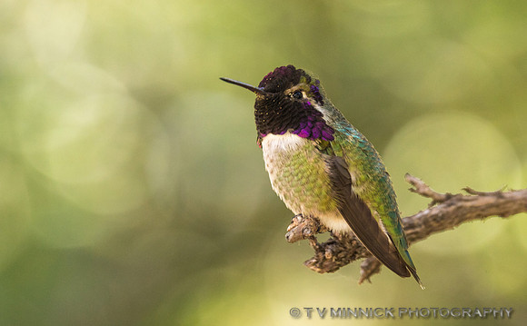 Anna's Hummingbird
