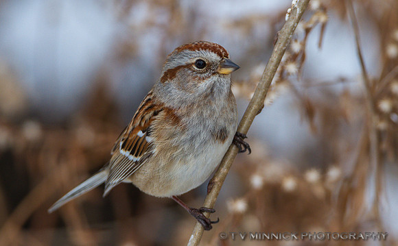 Tree Sparrow