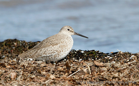 Willet