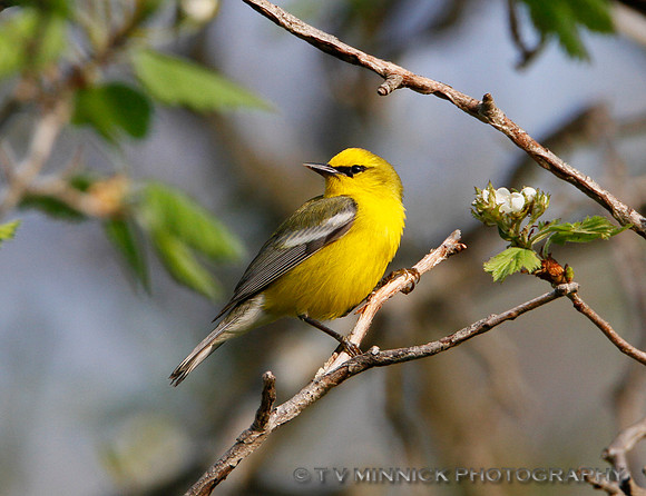 Blue-winged Warbler