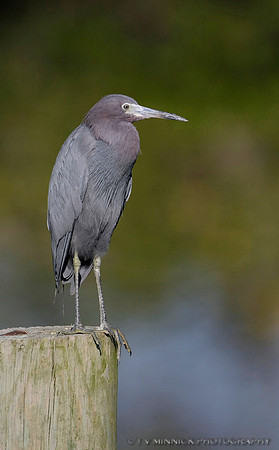 Little Blue Heron
