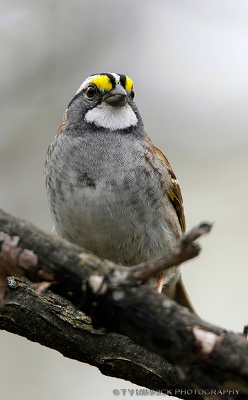 White-throated Sparrow