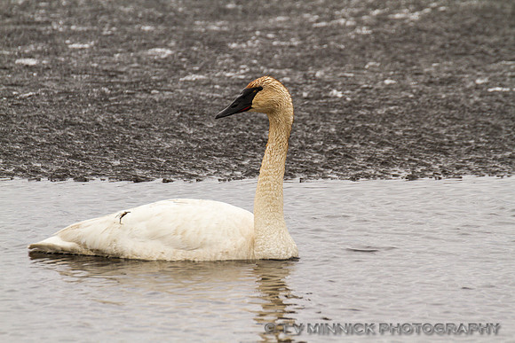 Tundra Swan
