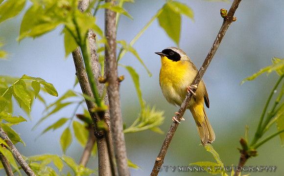 Common Yellowthroat