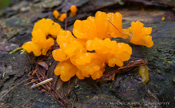 Orange Jelly