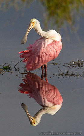 Roseate Spoonbill