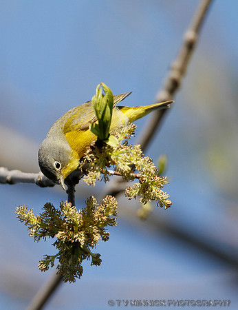 Nashville Warbler