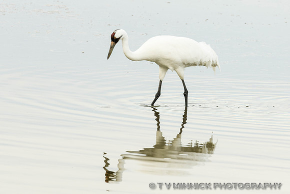 Whooping Crane