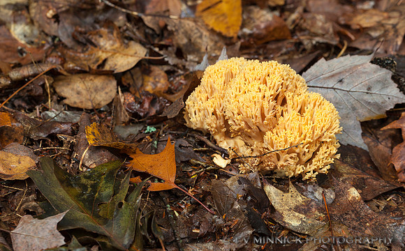 Crown-tipped Coral