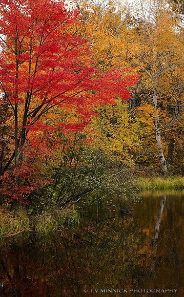 Trout River Color