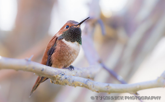 Rufous Mummingbird