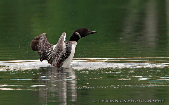 Common Loon
