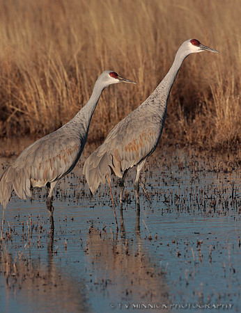 Sandhill Crane