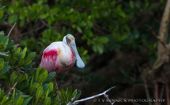 Roseate Spoonbill
