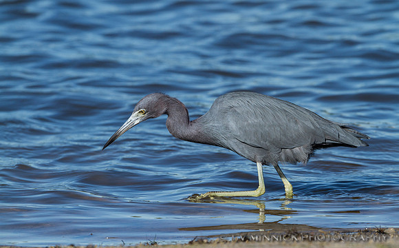 Little Blue Heron