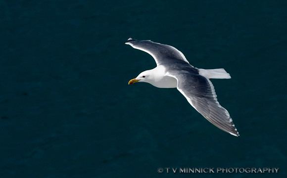 Glaucous-winged Gull