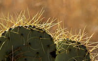Prickly Pear Cactus