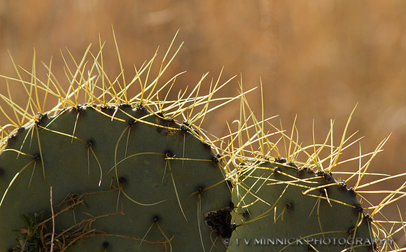 Prickly Pear Cactus