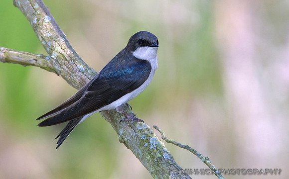 Tree Swallow