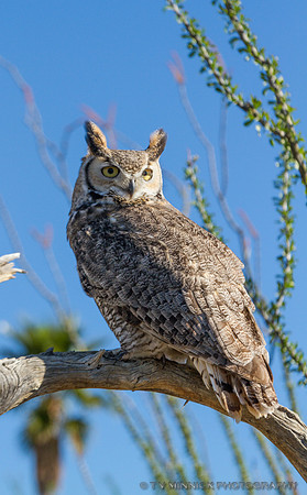 Great Horned Owl