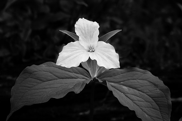 Large-Flowered Trillium