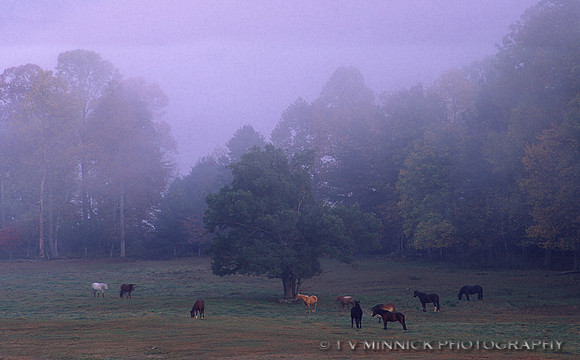 Horses in Fog Cades Cove