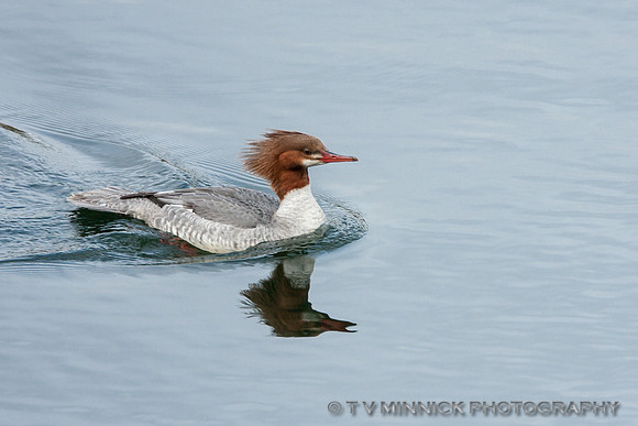 Red-breasted Merganser, female