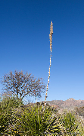Sotol