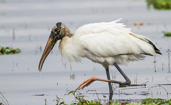 Wood Stork Hunting