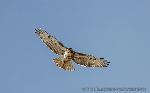 Immature Red-Tailed Hawk