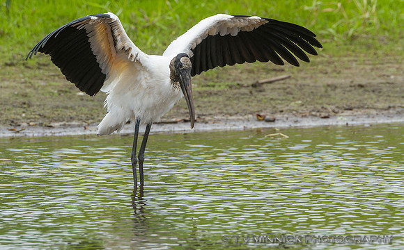 Fishing Wood Stork