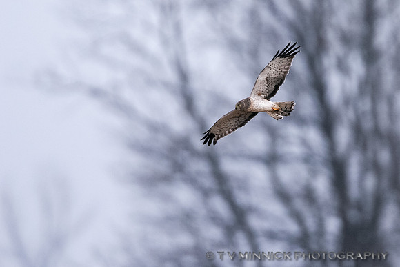 Northern Harrier, male