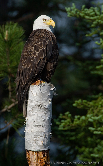 Bald Eagle