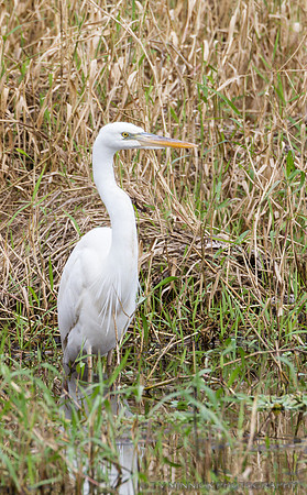 Great White Heron