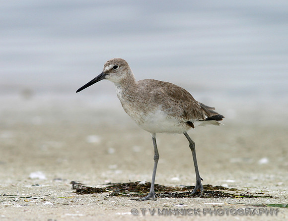 Willet