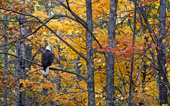 Eagle and Fall Color