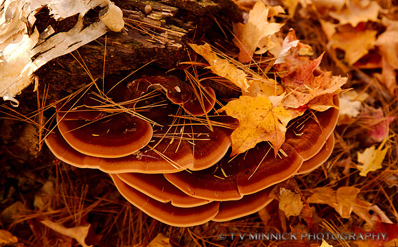 Yellow-red Gill Polypore