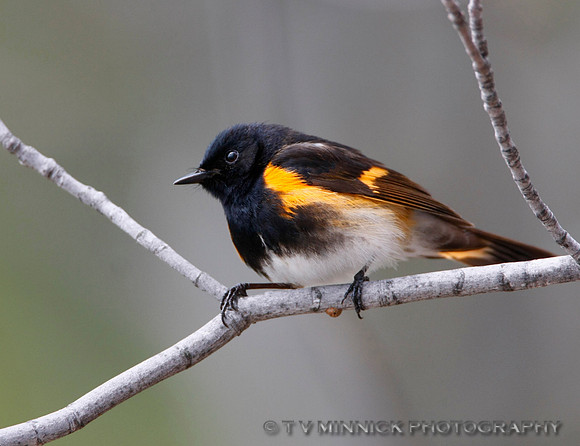 American Redstart