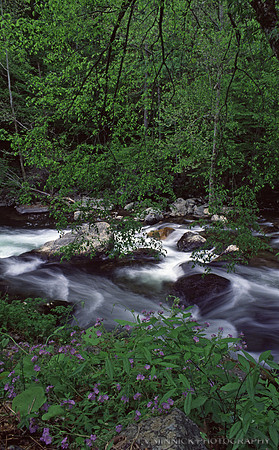 Stream in the Forest