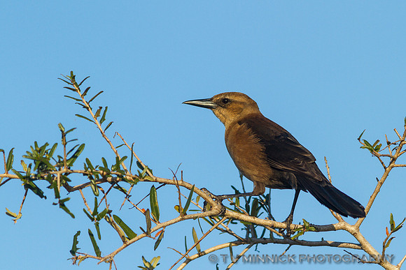 Female Boat-Tailed Grackle