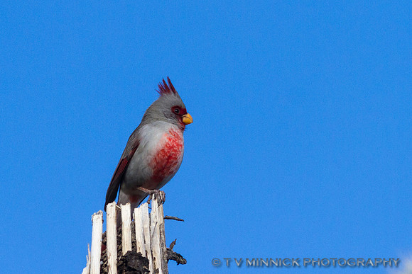 Pyrrhuloxia