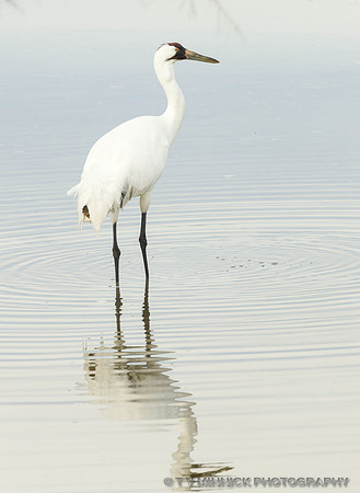 Whooping Crane