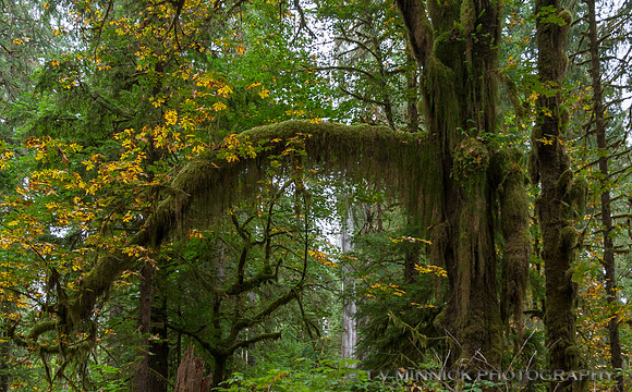 Temperate Rainforest