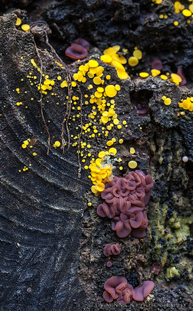 Yellow Fairey Cups and Red Tree Brain